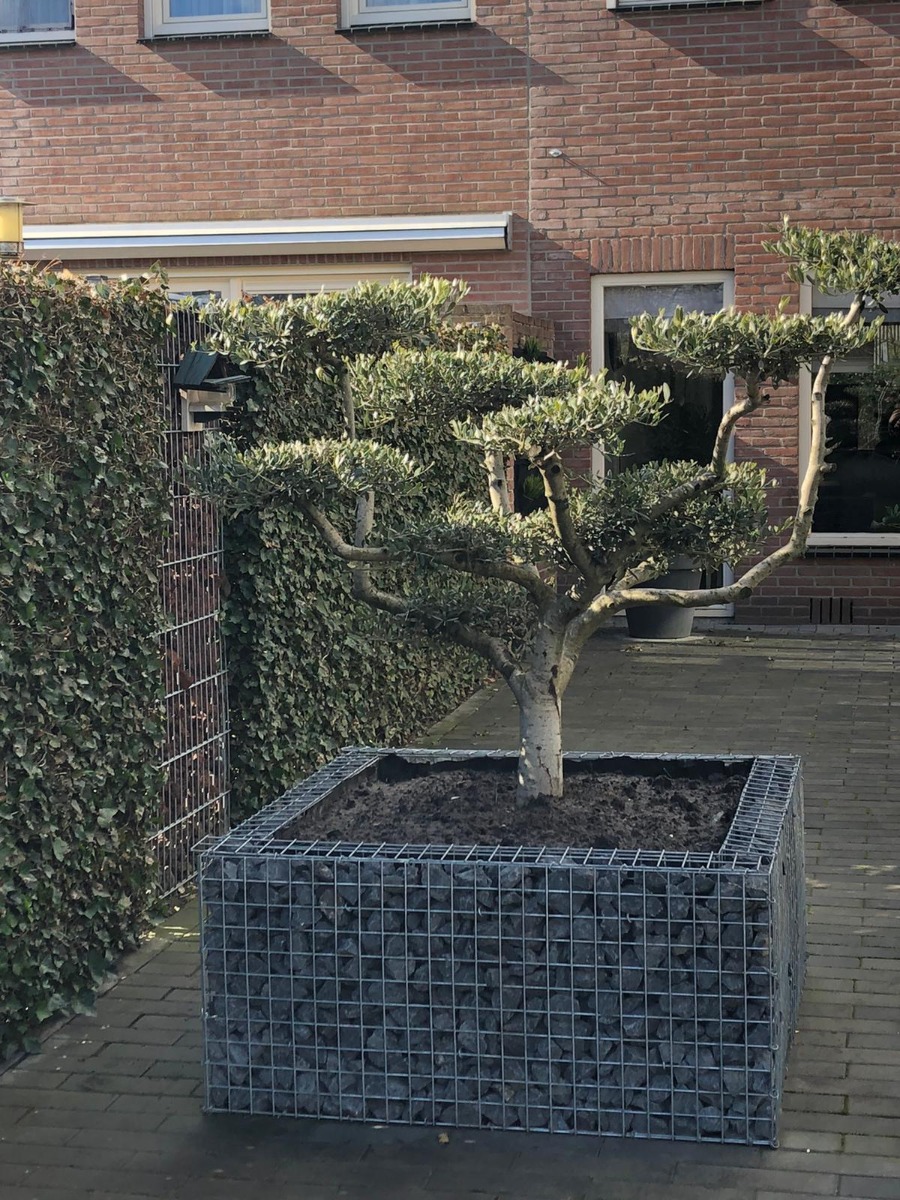 Olijfboom in schanskorf bloembak