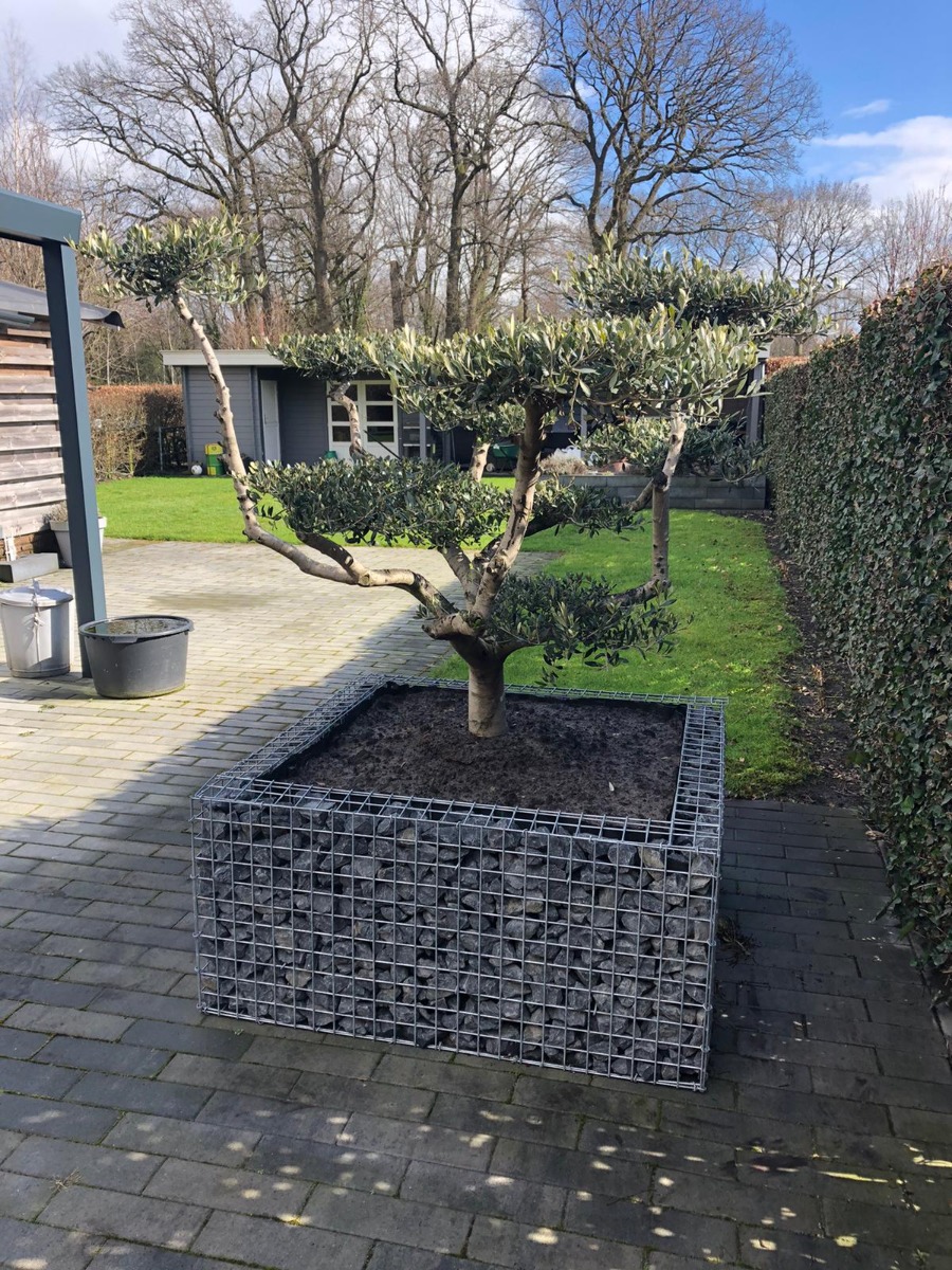 Olijfboom in schanskorf bloembak