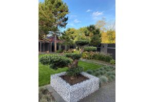 Steenkorf Olijfboom – Zakelijke toepassingen. Steenkorf Olijfboom