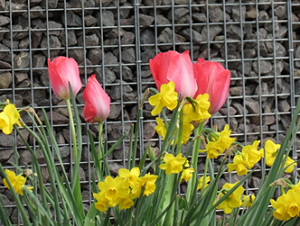 Was kosten Gabionen mit Füllung